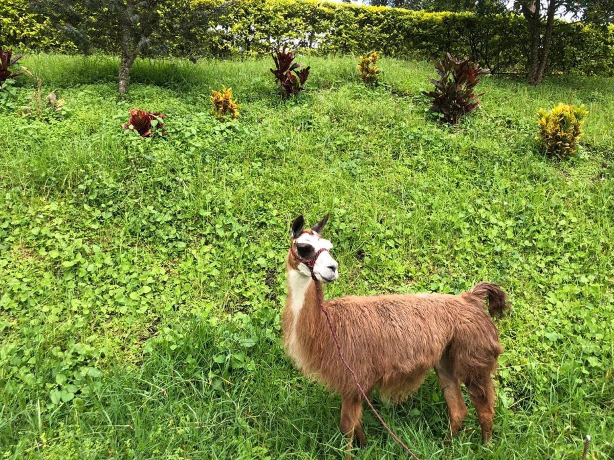 Rancho Ecoturistico El Faro Hotel ลาเมซา ภายนอก รูปภาพ